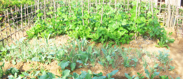 Micro Credit